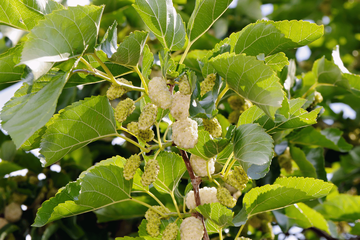 White mulberry (Morus alba).png